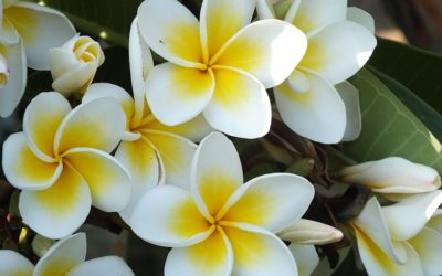 Songes Goutal: l’acqua idratante senza alcool che sa di frangipani, gelsomino e ylang ylang
