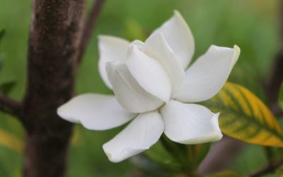 Gucci Rush: il chypre fruttato alla gardenia