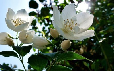 Jasmin Dentelle Comptoir Sud Pacifique: un fresco profumo al gelsomino mediterraneo