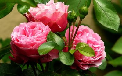 Rose de Taif Perris Monte Carlo: la rosa verde più realistica