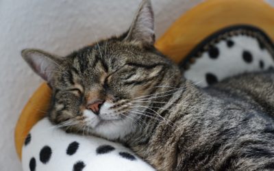 I miei rimedi contro mal di testa, disturbi del sonno, stanchezza, cervicale